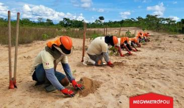 Per&uacute;: en segunda Gran Cruzada Verde nacional el Ministerio del Ambiente tiene previsto plantar 1 000 000 de &aacute;rboles