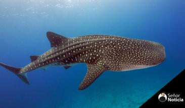 D&iacute;a internacional del tibur&oacute;n ballena, una especie en peligro de extinci&oacute;n