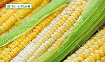 Ma&iacute;z transg&eacute;nico genera tensiones entre EE.UU y M&eacute;xico