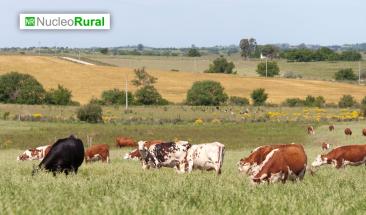 Pastoreo de conservaci&oacute;n, un aliado para la biodiversidad