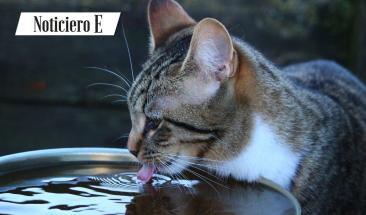 Prevenci&oacute;n de enfermedades urinarias en gatos