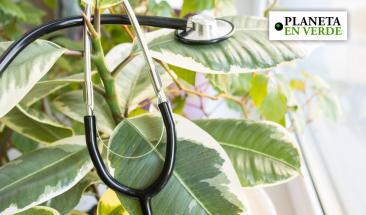 Biof&aacute;rmacos: una respuesta ecol&oacute;gica y eficiente ante las enfermedades