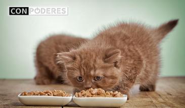 El mito de la leche en gatos