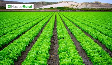 La agricultura diversificada es esencial para la seguridad alimentaria