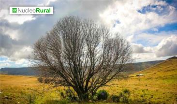 Riesgos agroclim&aacute;ticos afectan a especies de nuestra biodiversidad