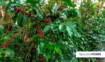 Pucallpa: autoridades regionales y productores impulsan los sistemas agroforestales para reducir la deforestaci&oacute;n