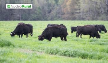 Tipos de pasto que funcionan en climas tropicales