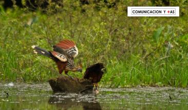 Invertir&aacute;n alrededor de US$ 20 000 000 en proyectos de conservaci&oacute;n de bosques tropicales en 9 regiones del Per&uacute;