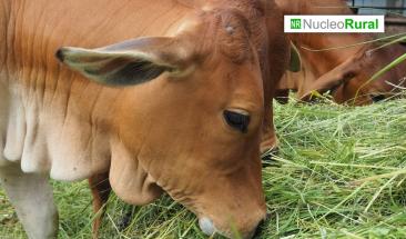Plantas comunes como el ajo, la cebolla y la col pueden ser sumamente da&ntilde;inas para el ganado e incluso algunas resultar mortales.