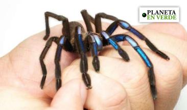 Descubren una tar&aacute;ntula de color azul el&eacute;ctrico en Tailandia