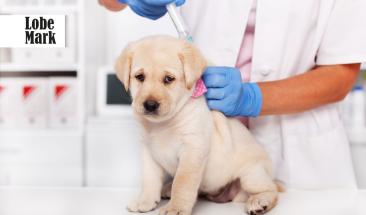 D&iacute;a Mundial contra la Rabia: fortaleciendo las medidas de prevenci&oacute;n contra esta enfermedad