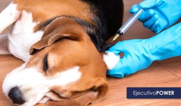 D&iacute;a Mundial contra la Rabia: fortaleciendo las medidas de prevenci&oacute;n contra esta enfermedad