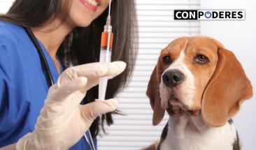 D&iacute;a Mundial contra la Rabia: fortaleciendo las medidas de prevenci&oacute;n contra esta enfermedad