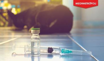 D&iacute;a Mundial contra la Rabia: fortaleciendo las medidas de prevenci&oacute;n contra esta enfermedad