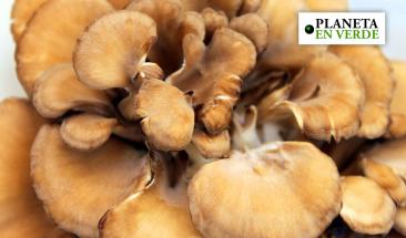 Investigaci&oacute;n cient&iacute;fica del IIAP produce hongos amaz&oacute;nicos que sustituyen a la carne como fuente de prote&iacute;nas