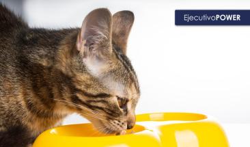 Descubre c&oacute;mo mejorar la digesti&oacute;n de tu gato y mantenerlo saludable