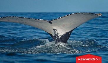 Gobierno peruano propone la creaci&oacute;n de la Reserva Nacional Mar Tropical de Grau