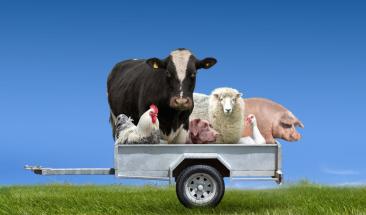 D&iacute;a de los Animales de Granja: cuatro consejos para garantizar su salud y bienestar