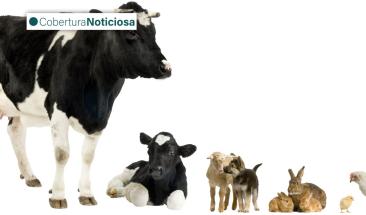 D&iacute;a de los Animales de Granja: cuatro consejos para garantizar su salud y bienestar