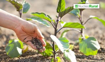 Tipos de abonos org&aacute;nicos para una agricultura sostenible