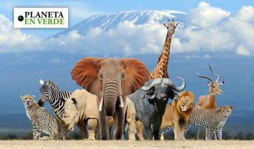 Acciones para preservar la biodiversidad en el D&iacute;a Mundial de los Animales