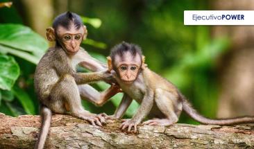 Lima: SERFOR recibi&oacute; del Proyecto Prevenir de USAID microchips para mejorar la trazabilidad de espec&iacute;menes de fauna silvestre