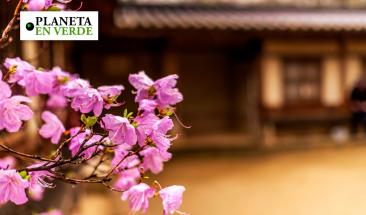 Corea del Sur ser&aacute; sede del D&iacute;a Mundial del Medio Ambiente 2025