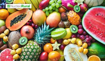 China lidera la producci&oacute;n mundial de frutas