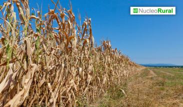 &ldquo;El ni&ntilde;o&rdquo; amenaza el crecimiento agr&iacute;cola en Per&uacute;