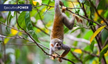 Amazonas: instalan mesa regional de control y vigilancia forestal y de fauna silvestre