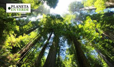Europa se alza contra la deforestaci&oacute;n y promueve la sostenibilidad de los bosques