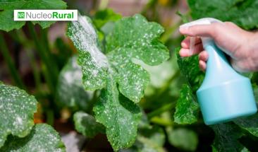 Descubre c&oacute;mo controlar el hongo de las plantas m&aacute;s com&uacute;n en invierno