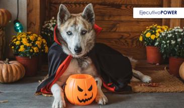 Comerciantes ofrecen originales y divertidos trajes para mascotas en Halloween