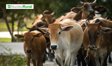 "Rendering", un eficiente reciclaje de subproductos bovinos