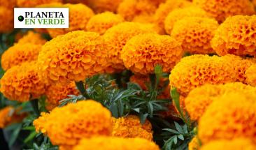 Descubre qu&eacute; hacer con la flor de cempas&uacute;chil despu&eacute;s de d&iacute;a de muertos