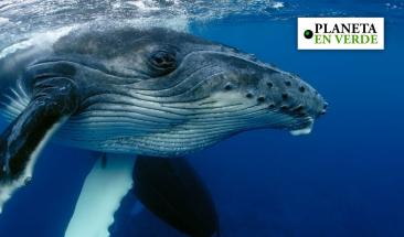 M&eacute;xico: Nado por la conservaci&oacute;n de las ballenas 2023