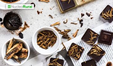 Insectos: una opci&oacute;n sustentable a la carne