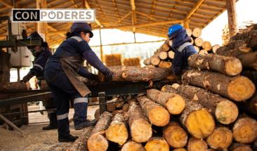 Cajamarca: Serfor intercambia experiencias para promover plantaciones forestales maderables a nivel nacional