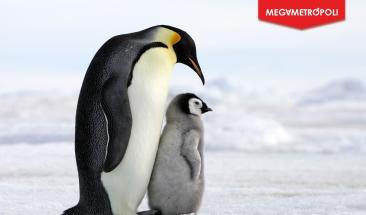 Cambio clim&aacute;tico impacta a los ping&uuml;inos emperador: m&aacute;s del 90% de las colonias en riesgo de extinci&oacute;n