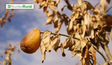 Fen&oacute;meno El Ni&ntilde;o se extender&aacute; hasta abril de 2024