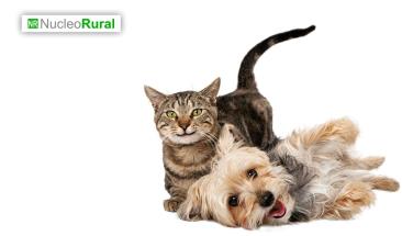 D&iacute;a Mundial de la Diabetes: la importancia de su detecci&oacute;n y tratamiento en perros y gatos