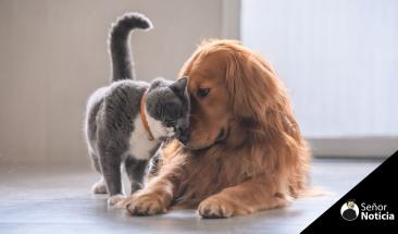 D&iacute;a Mundial de la Diabetes: la importancia de su detecci&oacute;n y tratamiento en perros y gatos