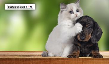 D&iacute;a Mundial de la Diabetes: la importancia de su detecci&oacute;n y tratamiento en perros y gatos