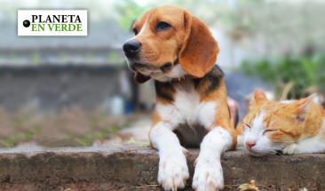D&iacute;a Mundial de la Diabetes: la importancia de su detecci&oacute;n y tratamiento en perros y gatos