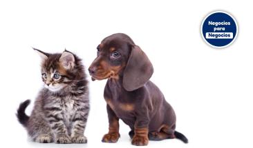 D&iacute;a Mundial de la Diabetes: la importancia de su detecci&oacute;n y tratamiento en perros y gatos