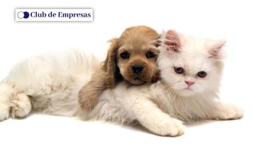 D&iacute;a Mundial de la Diabetes: la importancia de su detecci&oacute;n y tratamiento en perros y gatos