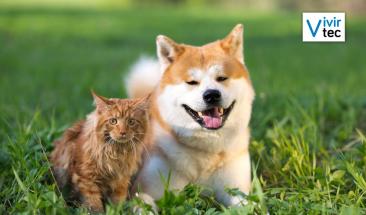 D&iacute;a Mundial de la Diabetes: la importancia de su detecci&oacute;n y tratamiento en perros y gatos