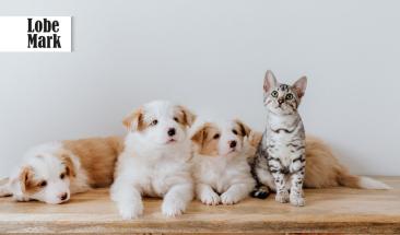 D&iacute;a Mundial de la Diabetes: la importancia de su detecci&oacute;n y tratamiento en perros y gatos