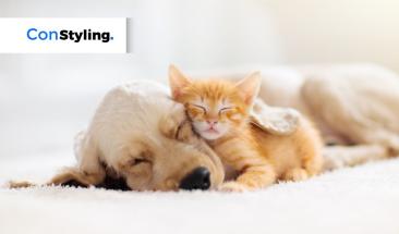 D&iacute;a Mundial de la Diabetes: la importancia de su detecci&oacute;n y tratamiento en perros y gatos