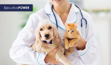 D&iacute;a Mundial de la Diabetes: la importancia de su detecci&oacute;n y tratamiento en perros y gatos